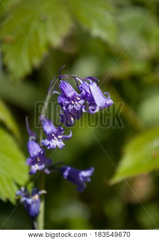Native English Bluebell showing yellow pollen against foliage background.