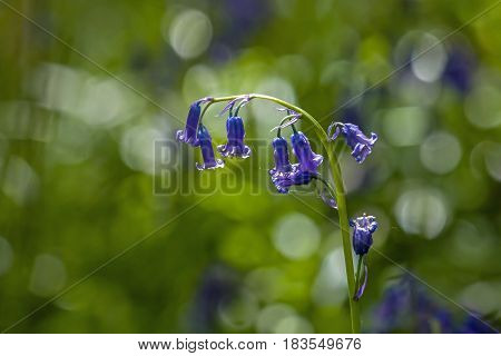 Native English Bluebells in woodland backlit by sun.