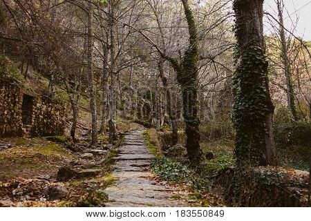 Forest landscape. Sundown in the woods. Mysterious path in the woods. Wanderlust. Beautiful forest landscape at twilight. Summer forest landscape. Mountain scene with old hut.