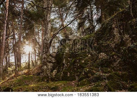 Forest landscape. Sundown in the woods. Mysterious path in the woods. Wanderlust. Beautiful forest landscape at twilight. Summer forest landscape. Mountain scene with old hut.