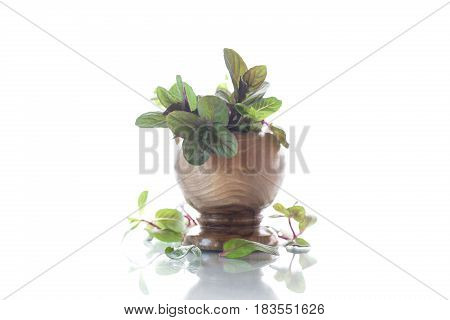 A bunch of fresh spring mint in a wooden vase on a white background