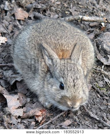 small baby rabbit hiding in earth and leaves