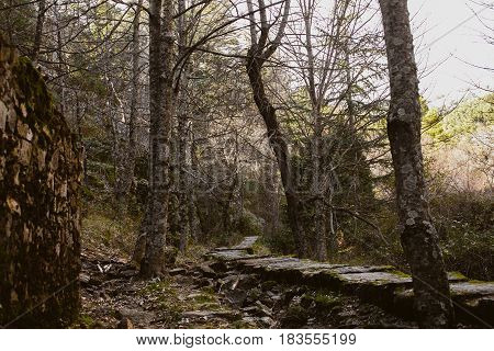Forest landscape. Sundown in the woods. Mysterious path in the woods. Wanderlust. Beautiful forest landscape at twilight. Summer forest landscape. Mountain scene with old hut.