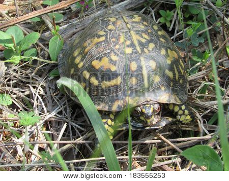 This Is An Image Of An Eastern Box Turtle (terrapene Carolina)