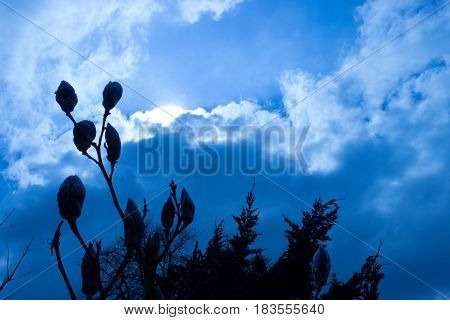 In the foreground are the first buds of magnolia in the background is blue sky with clouds and setting sun.