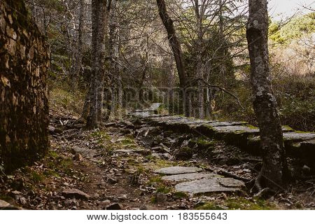 Forest landscape. Sundown in the woods. Mysterious path in the woods. Wanderlust. Beautiful forest landscape at twilight. Summer forest landscape. Mountain scene with old hut.