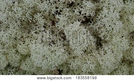 close up from a white reindeer moss