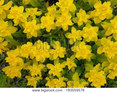 Yellow  Euphorbia Multiflorous In The Meadow