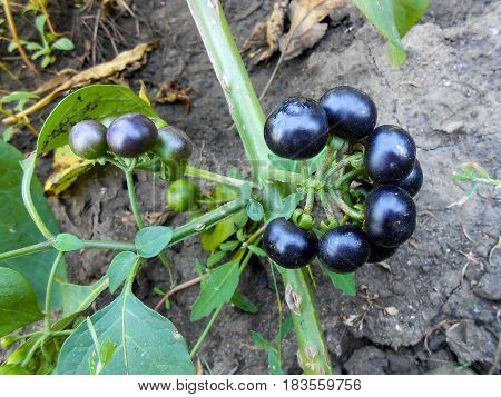 Nightshade On A Branch In The Garden
