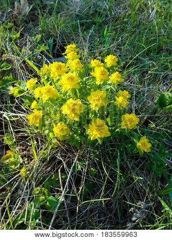 Yellow Euphorbia Multiflorous In The Meadow