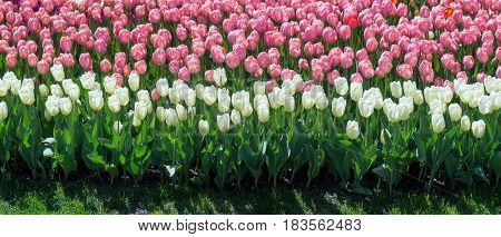 Lots of white and pink tulips in a park