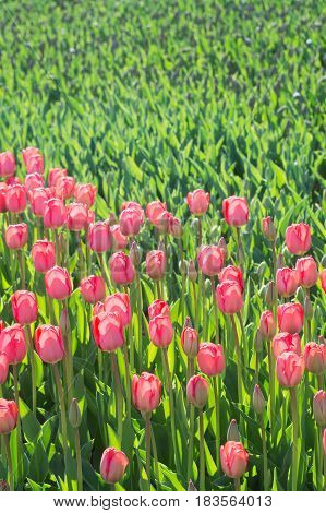 Lots of pink tulips in the park
