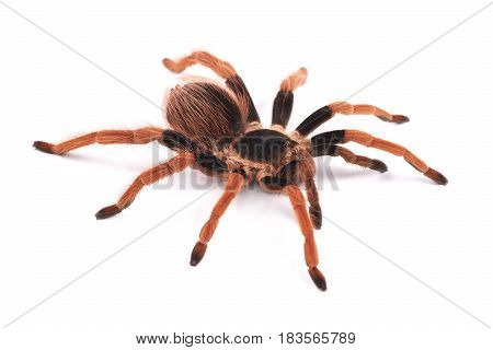 Tarantula spider female (Megaphobema robustum) on a white background