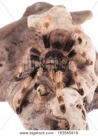Tarantula spider female (Nhandu coloratovilosum) on a white background