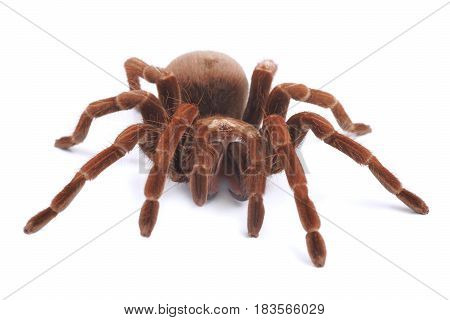 Tarantula spider female (Theraphosa blondi) on a white background