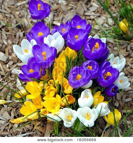 Kleurrijke bloemen signaal het begin van de lente