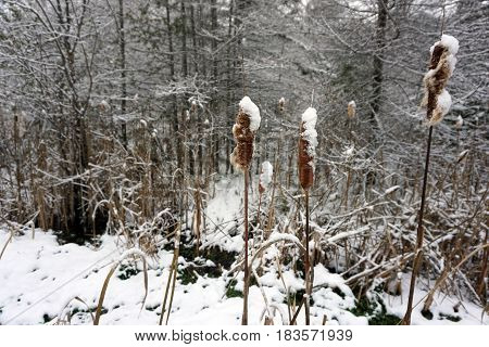 Fresh snow on the heads of common cattails (Typha latifolia, also called bulrushes) in the Fourth Street Swamp in Harbor Springs, Michigan during November.
