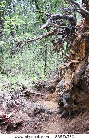 Oak tree roots just after tree has fallen in the woods