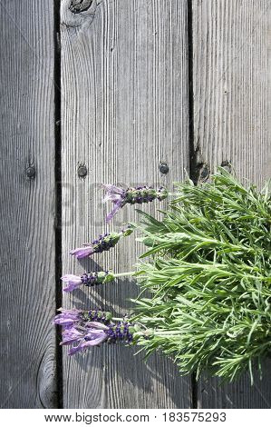 Spanish lavender stems lying sideway on pale wood planks
