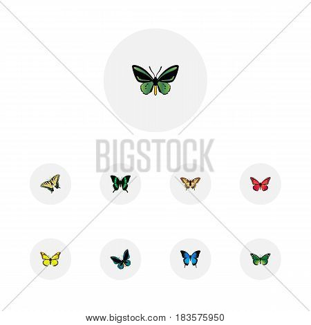 Realistic Common Blue, Birdwing, Archippus And Other Vector Elements. Set Of Beautiful Realistic Symbols Also Includes Tiger, Yellow, Pink Objects.