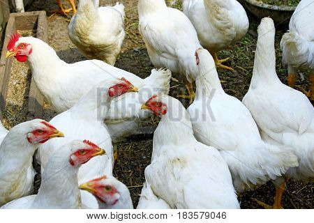 white hens in the poultry-yard in the village