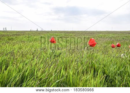 Tulips In A Wild Field. Red Flowers Among The Green Grass