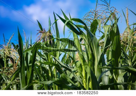 Green corn leaves against the blue sky background