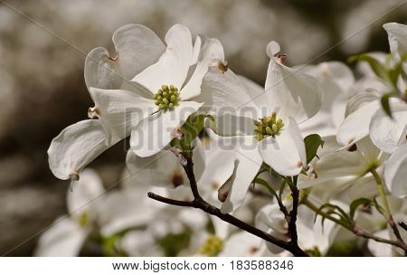Several dogwood flowers in the sun with small shadows