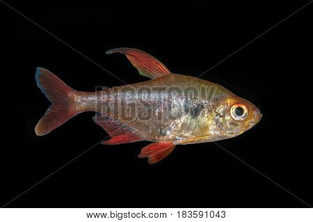 Tetra Fish (hyphessobrycon Sweglesi) On A Black Background