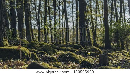 Green forest with moss stones in spring sunny day