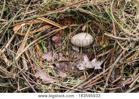 Coot (Fulica atra) egg and nest. Single speckled egg in nest made of sticks lined with grass and leaves of bird in the family Rallidae