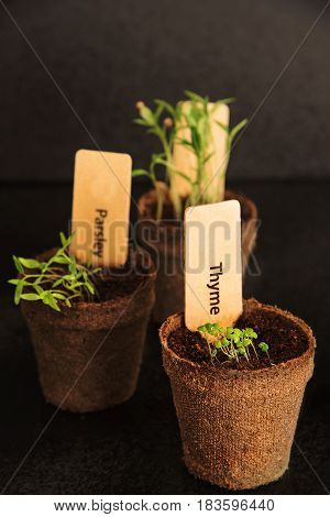 Peat pots of seedlings on a black background. PARSLEY THYME CILANTRO. THE STYLISH WOODEN PLANT LABELS
