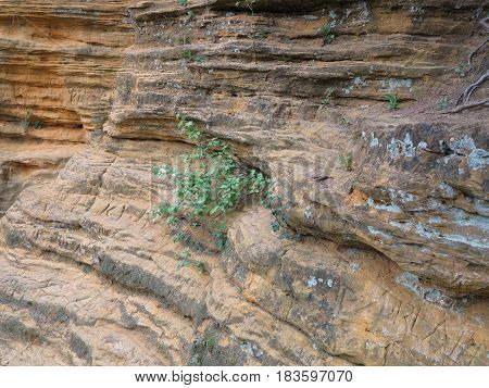 Colorful sandstone and limestone rock cliff or outcrop along the trail to St. Louis Canyon at Starved Rock State Park with trees in spring.