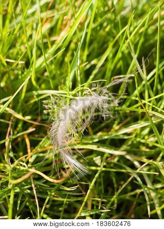 A Detailed And Spidery Feather Laying And Swaying On The Lush Grass Ground In Spring