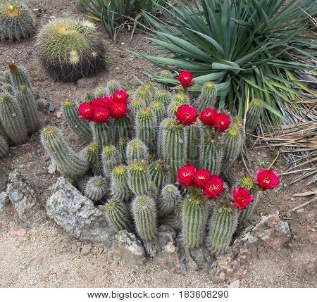Red Torch Cactus (Echinopsis huascha) blooming. Spring time.