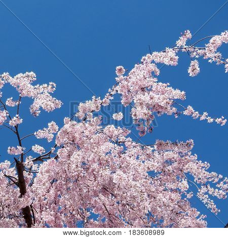 Cherry blossom tree in spring in Thornhill Canada April 23 2017