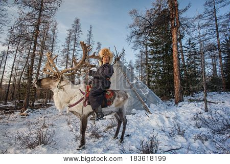 Beautiful Portrait Of Mongolian Reindeer In Traditionally Tsaata