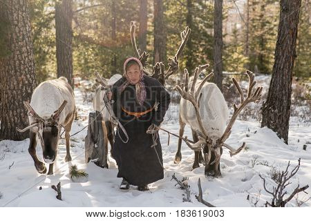Beautiful Portrait Of Mongolian Reindeer In Traditionally Tsaatan Family On Their Reindeers At Taiga