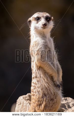 Surikata Suricata suricatta. Small african mammal meerkat or suricate watching out for dange