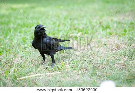 Black Bird (Corvus macrorhynchos) in park of Thailand