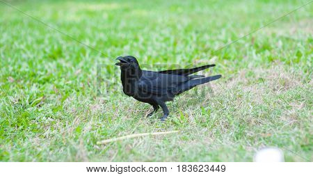 Black Bird (Corvus macrorhynchos) in park of Thailand