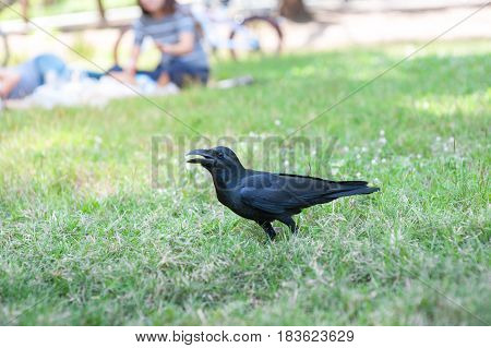 Black Bird (Corvus macrorhynchos) in park of Thailand