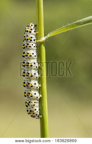 Caterpillar of mullein moth Cocullia verbasci on green grass stem.