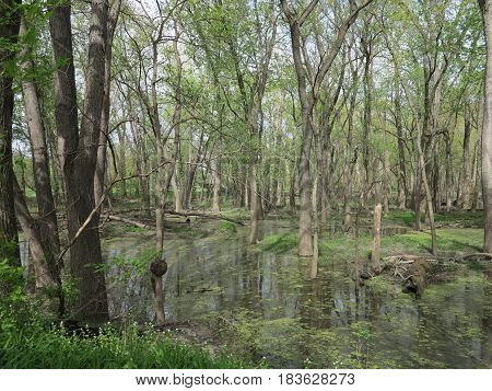 Marsh or wetland swamp habitat in spring bordering Starved Rock State Park along path following Bridge Over the Illinois River