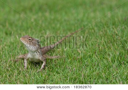 Un lagarto jardín paseando en la hierba