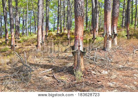 Extraction of natural resin from pine tree trunks - (Europe - Portugal). The resin is used for various purposes: for the tanning of skins; for the production of paints; to obtain essential oils; for various forms of therapies and so on.