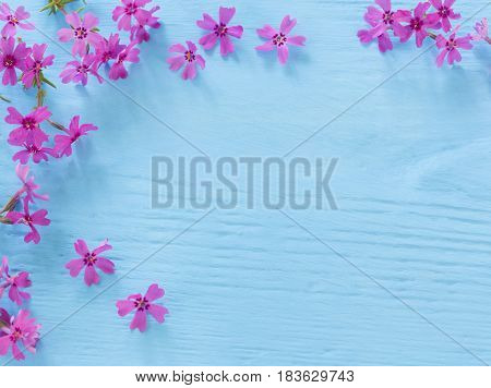 the pink flowers on a blue wooden background
