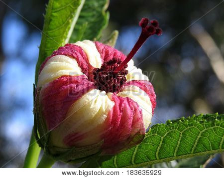 Hibiscus heterophyllus Malavaceae Austrlalian native flower bud pink and white stripe