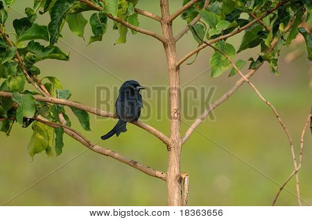 Une fourche tailed drongo se percher sur un arbre