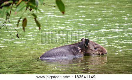 Closeup of wild wounded tapir crossing river